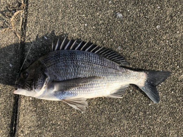 イチノ兄弟、釣果!