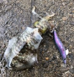 チビイカばっかり