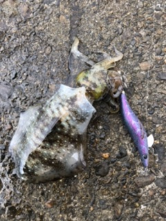 チビイカばっかり