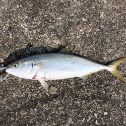 ショアジギング