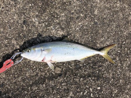 ショアジギング