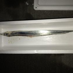 ドラゴン釣れました!