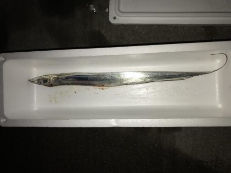 ドラゴン釣れました!