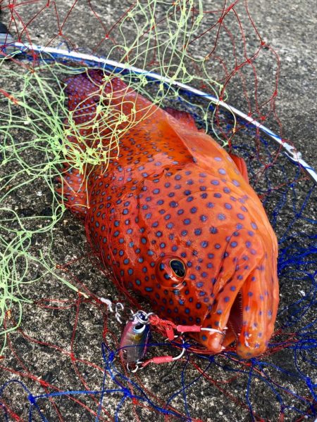 エリア鹿児島ですが奄美です2