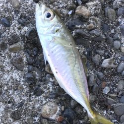 ランガンメッキ探し