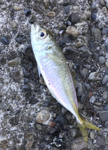 ランガンメッキ探し