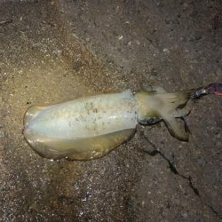 ナイトエギング