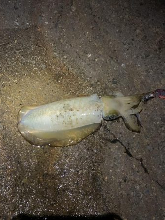 ナイトエギング