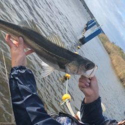 雨上がりシーバス