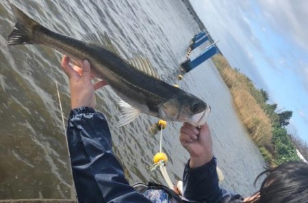 雨上がりシーバス