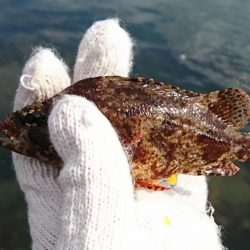 goodサイズのガシラ！