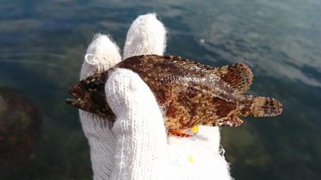 goodサイズのガシラ！