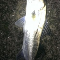 雨上がりも雨濁り