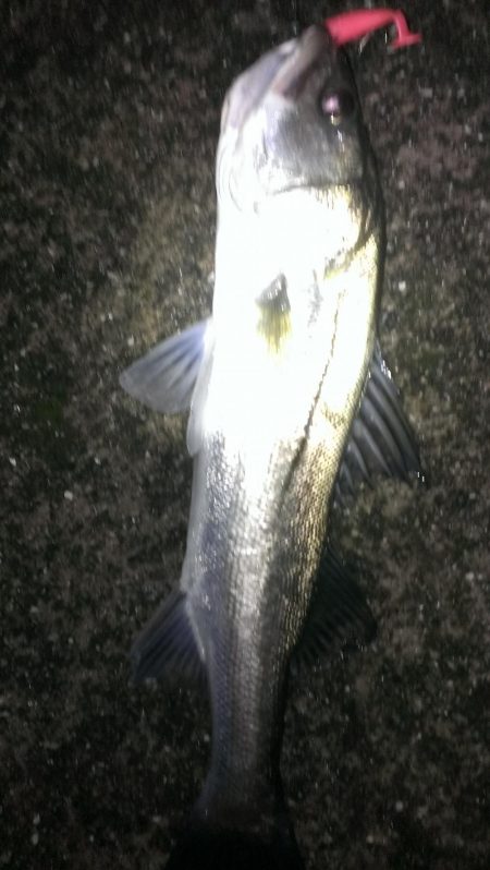 雨上がりも雨濁り