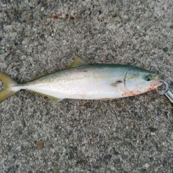 久しぶりの青物良い感じ