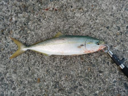 久しぶりの青物良い感じ