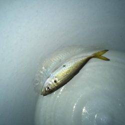 ひさびさに調査