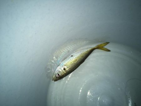 ひさびさに調査