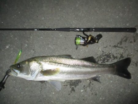 台風前のシーバス釣行
