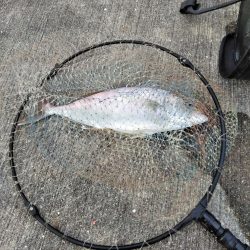 フカセが一番・・面白いです・・