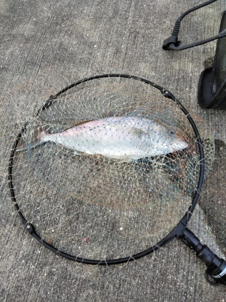 フカセが一番・・面白いです・・