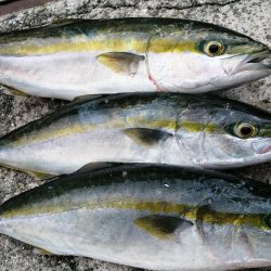 久々のショアジギング