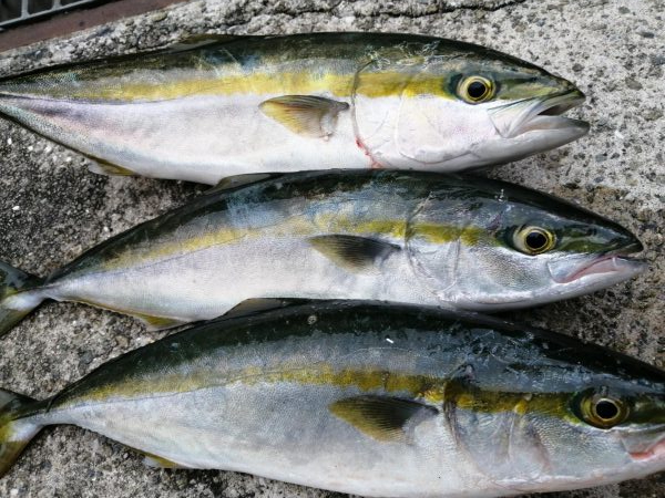 久々のショアジギング