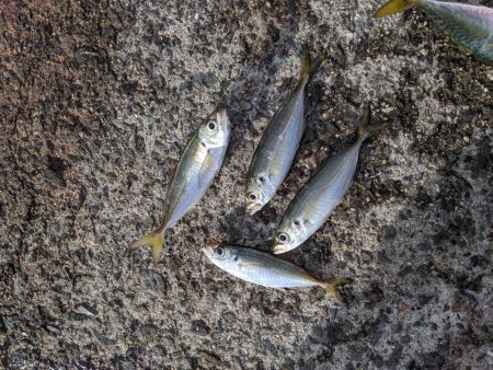 サビキでアジ大量。ジグをロスト…。