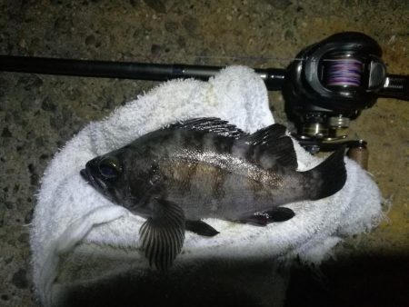 南港ヘチ釣行 （10/05 五目釣り達成、…