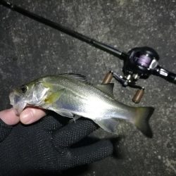 南港ヘチ釣行 (10/06 南港ヘチ釣り キビレチヌ31cm、ガシラ、シーバス、ハゼ 釣果有り)