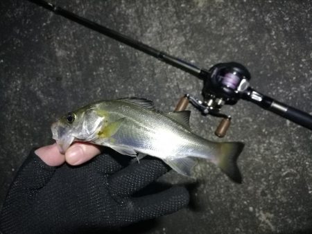 南港ヘチ釣行 (10/06 南港ヘチ釣り キビレチヌ31cm、ガシラ、シーバス、ハゼ 釣果有り)