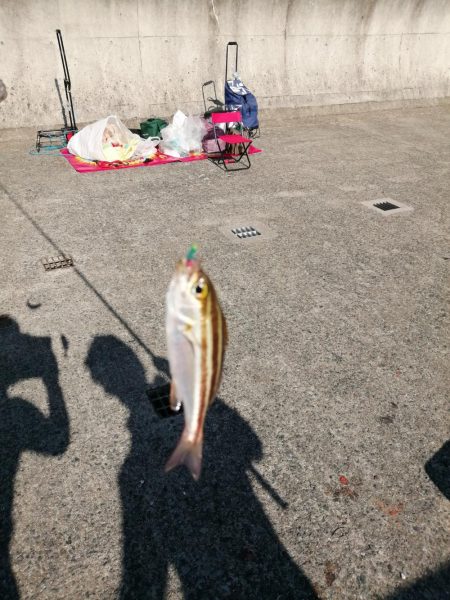 一年ぶりのアジュール