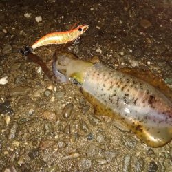 トンカツサイズのアオリイカが釣れている