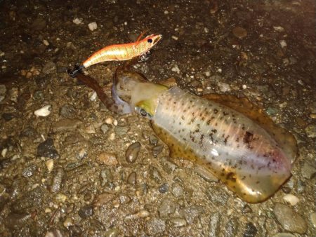 トンカツサイズのアオリイカが釣れている