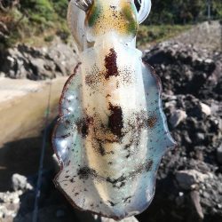 アオリイカ探して