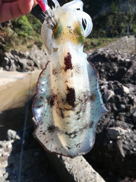 アオリイカ探して