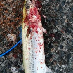 台風前のショアジギング