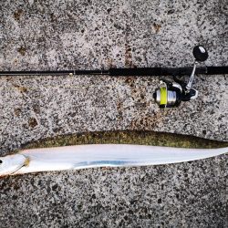 ロッド鱗つけで太刀魚