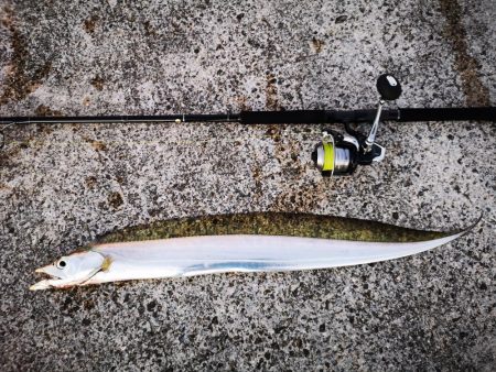 ロッド鱗つけで太刀魚