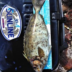 グレ釣れてる・・