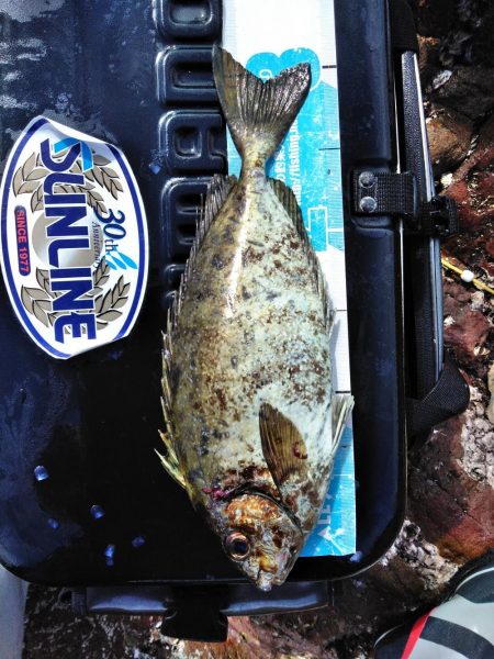 グレ釣れてる・・