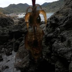 アオリイカ探して