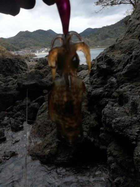 アオリイカ探して