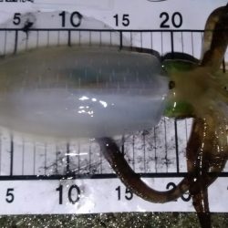 エギング 回遊狙いで良型