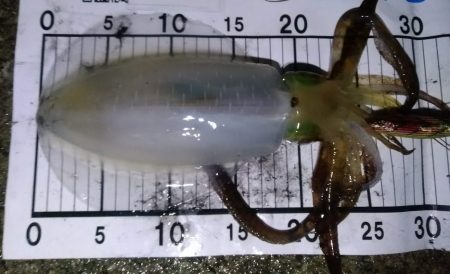 エギング 回遊狙いで良型