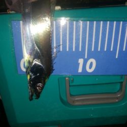 ワインドとアジング