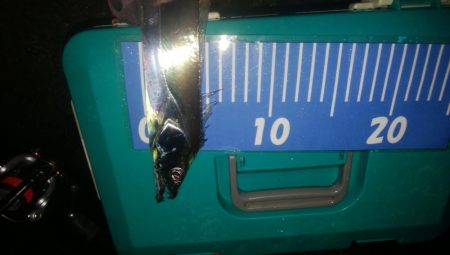 ワインドとアジング