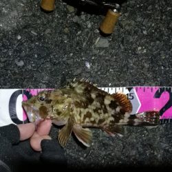 南港へち釣行 （10/20 久々の南港ヘチ釣り 真チヌ47.5cm、キビレチヌ、ガシラ 釣果有り）