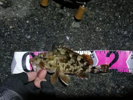 南港へち釣行 （10/20 久々の南港ヘチ釣り 真チヌ47.5cm、キビレチヌ、ガシラ 釣果有り）