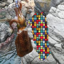 アオリイカ探して
